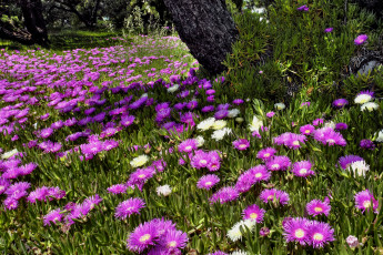 Картинка цветы аизовые поляна дерево