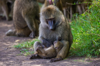 Картинка животные обезьяны бабуины мама малыш