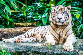 Картинка животные тигры отдых хищник белый