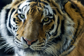 Картинка животные тигры портрет глаза