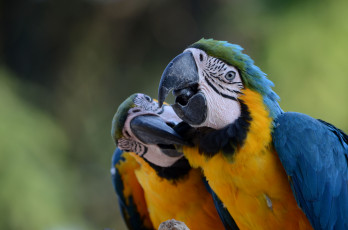 Картинка животные попугаи пара ара поцелуй