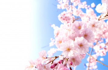 Картинка цветы сакура вишня небо ветки весна