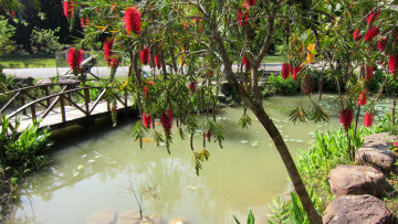 Картинка природа парк мостик камни дерево цветы водоем