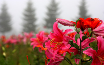 Картинка цветы лилии лилейники капли розовый красный