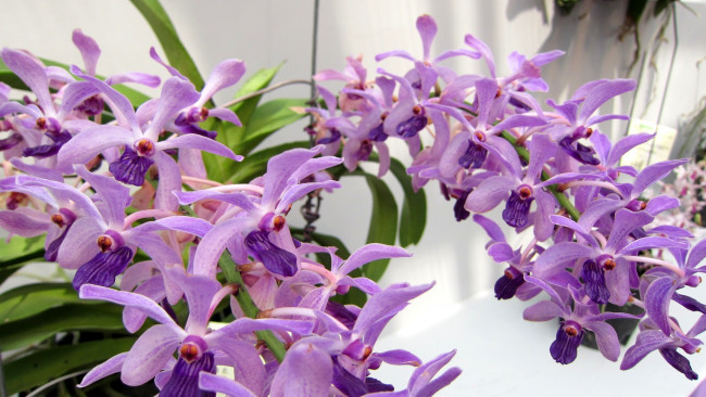 Обои картинки фото цветы, орхидеи, сиреневый