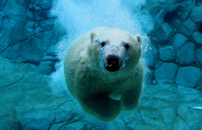 Обои картинки фото животные, медведи, белый, медведь, под, водой