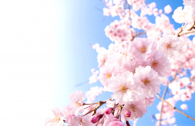 Обои картинки фото цветы, сакура, вишня, небо, ветки, весна