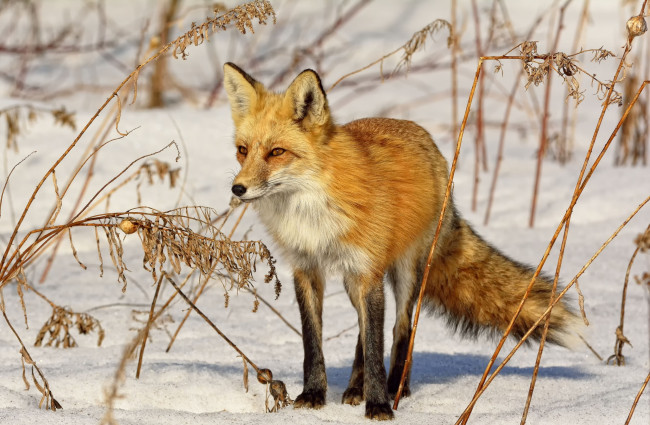 Обои картинки фото животные, лисы, снег, рыжая