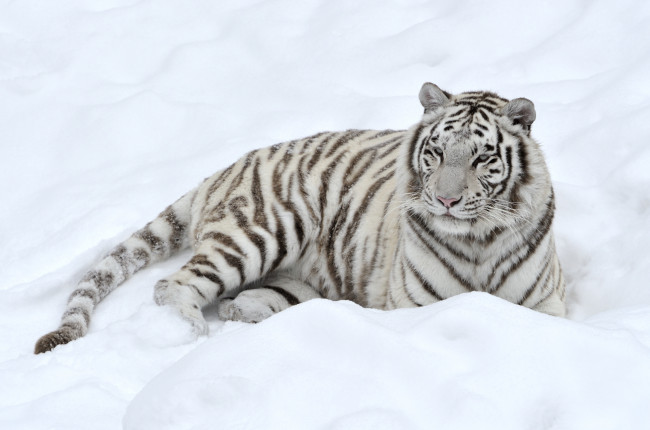 Обои картинки фото животные, тигры, снег, белый