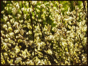 Картинка цветы цветущие+деревья+ +кустарники верба весна цветение ветки куст дерево