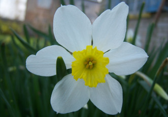 Картинка цветы нарциссы середина жёлтая белый цветок лепестки один