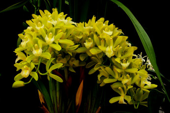 Картинка цветы орхидеи листья зеленая орхидея