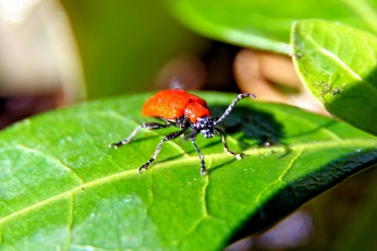 Картинка животные насекомые жук листок