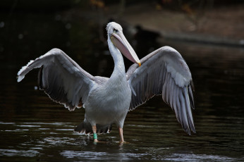 Картинка животные пеликаны вода пеликан взлет