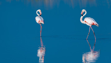 Картинка животные фламинго вода отражение птицы голубая