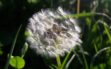 Картинка цветы одуванчики трава весна воздушный зелень солнечно белый пушистый