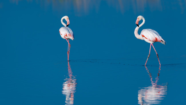 Обои картинки фото животные, фламинго, вода, отражение, птицы, голубая