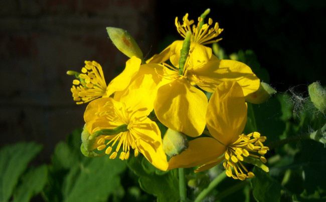 Обои картинки фото цветы, жёлтые, цветочки, чистотел, солнечно, весна, цветение, лепестки, пестики, тычинки, ярко