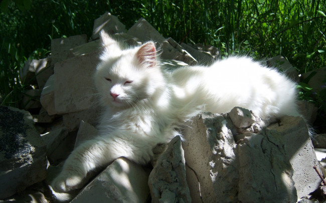 Обои картинки фото животные, коты, дремает, ярко, солнечно, кирпич, кот, белый, битый, отдыхает, лежит, весна, трава