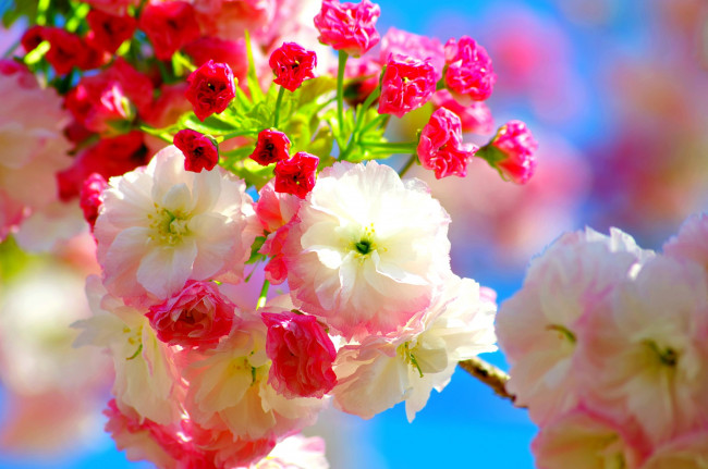 Обои картинки фото цветы, цветущие деревья ,  кустарники, яркий
