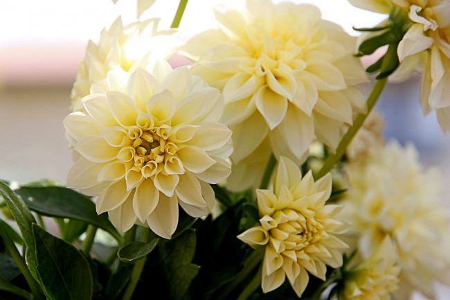 Обои картинки фото цветы, георгины, белые, хризантемы