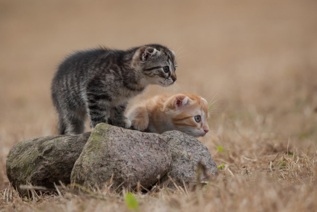 Обои картинки фото животные, коты, камень, наблюдают, котята, трава, серый, шерсть, рыжий