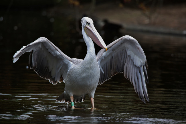 Обои картинки фото животные, пеликаны, вода, пеликан, взлет