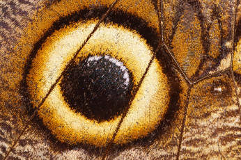 Картинка разное текстуры бабочка крыло макро узор глаз