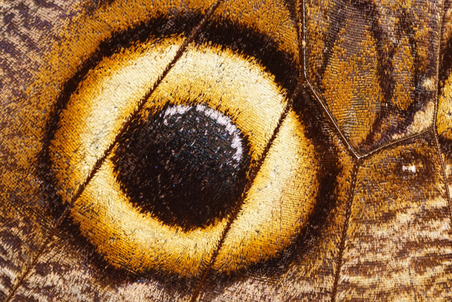 Обои картинки фото разное, текстуры, бабочка, крыло, макро, узор, глаз