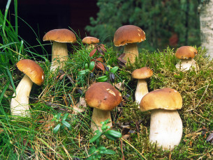 Картинка природа грибы грибочки