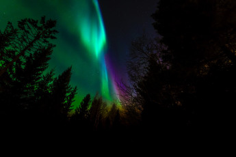 Картинка природа северное+сияние норвегия северное сияние ночь деревья силуэт