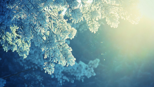 Обои картинки фото природа, деревья, свет, зима, снег, иней, ветки