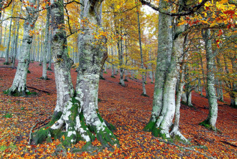 Картинка природа лес стволы осень