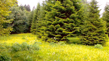 Картинка природа лес елки