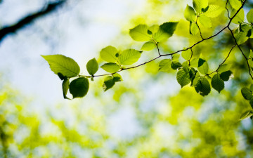 Картинка природа листья ветка