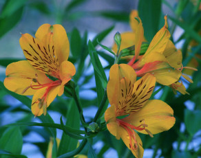 Картинка цветы альстромерия желтая