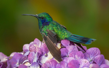 обоя колибри, животные, самая, маленькая, птица, в, мире, да, само, название, птицы, очень, красивое, королева, нектара