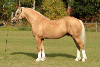 Картинка животные лошади лошадь соловая уздечка