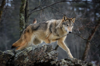 обоя волк, животные, волки,  койоты,  шакалы, хищник, лес