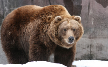 Картинка животные медведи медведь бурый снег