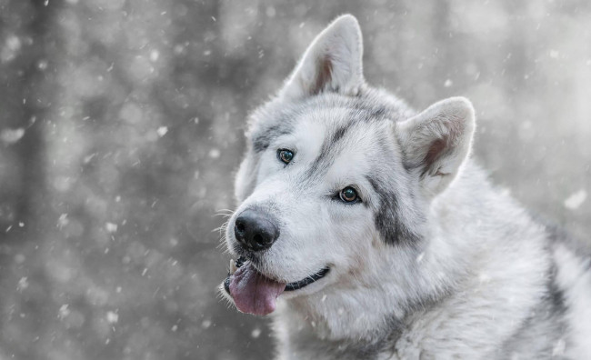 Обои картинки фото животные, собаки, лайка, белая, снег, зима