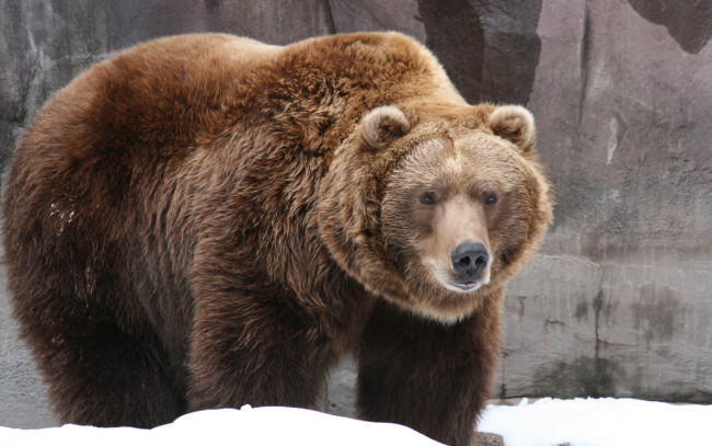 Обои картинки фото животные, медведи, медведь, бурый, снег