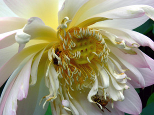 Картинка цветы лотосы