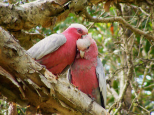 Картинка животные попугаи galahs какаду
