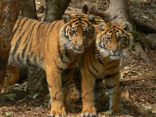 Картинка животные тигры хищники
