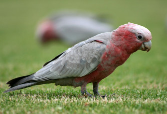 Картинка животные попугаи galah какаду