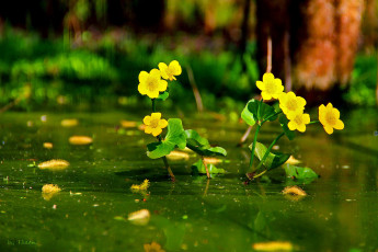 Картинка автор thean цветы калужницы лютики желтый