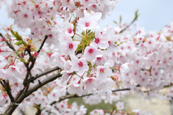 Картинка цветы цветущие деревья кустарники ветки весна цветение