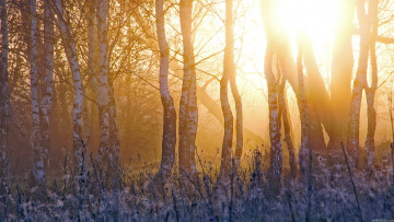 Картинка природа лес свет берёзы утро