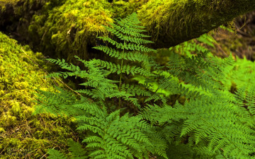 Картинка природа листья лес папаратник красота